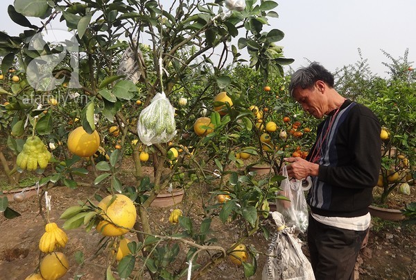 Tet welcoming in the north and south - ảnh 2